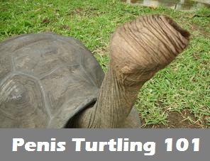 Penis Turtling prevention method